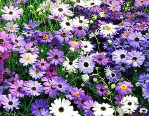 Брахикома иберисолистная Палермо 0,2 г