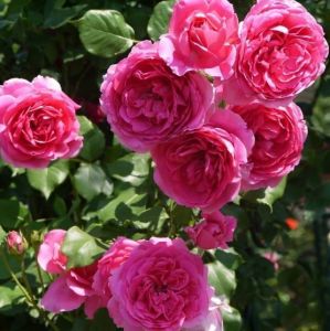 Роза Parade (Парад)