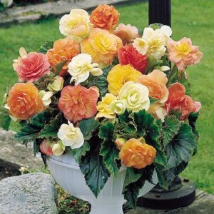 Бегония Махровая Микс