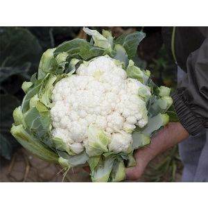Капуста цветная Ливингстон F1