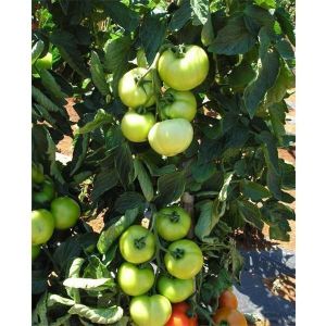 Томат Кристалл F1