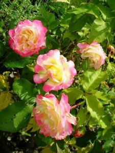 Роза Duble Delight (Дабл Дилайт), штамбовая 