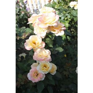 Роза Belle Perle (Белла Перл) 90-130 см