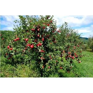 Яблоня Гала Шнига осенняя