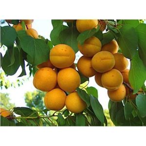 Абрикос Самбурский ранний