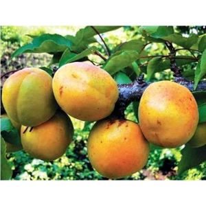 Абрикос Самбурский ранний