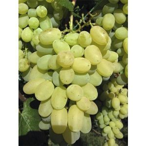 Виноград Лора (Флора), суперранний