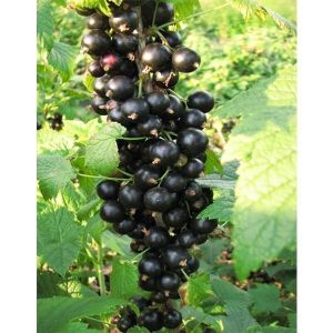 Смородина Оджебин, высокоурожайная