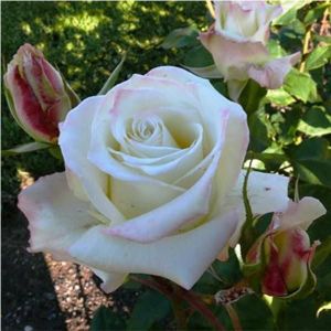 Роза Athena (Атена)