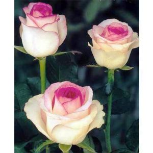 Роза Dolce Vita (Дольче Вита)