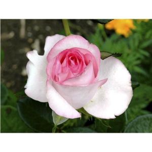 Роза Dolce Vita (Дольче Вита)