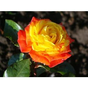 Роза Rumba (Румба) 40-50 см