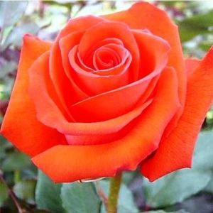 Роза Korvette (Корвет)