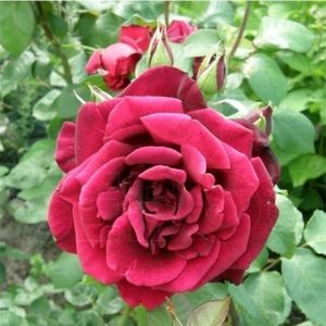 Роза Grand Prix (Гранд При)