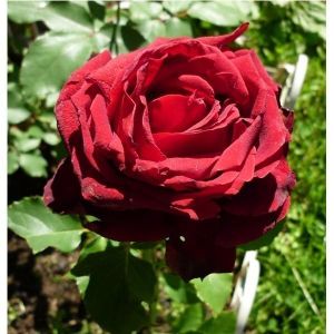 Роза Grand Prix (Гранд При)