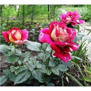 Роза Pestraja Fantasia (Пестрая Фантазия)