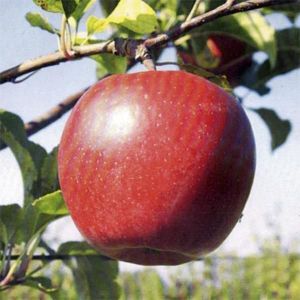 Яблоня Лигол