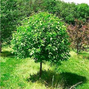 Граб обыкновенный (Carpinus betulus) 
