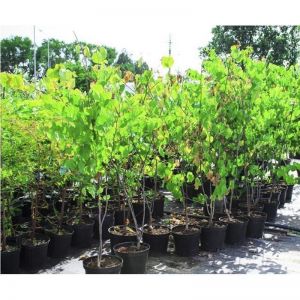 Церсис канадский