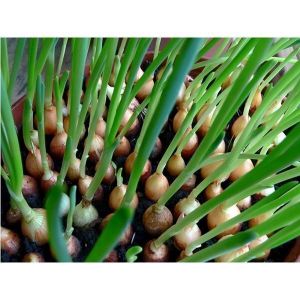 Биофунгицид Фитоцид-р для защиты от болезней