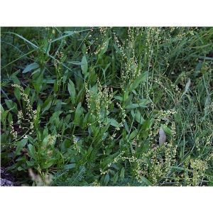 Селефит 100 мл