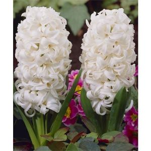 Гиацинт White Pearl (Уайт Перл)