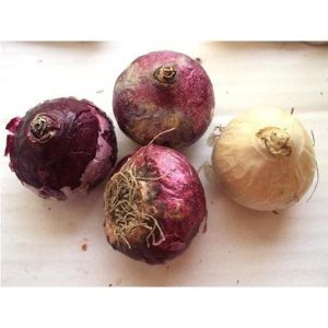 Гиацинт White Pearl (Уайт Перл)