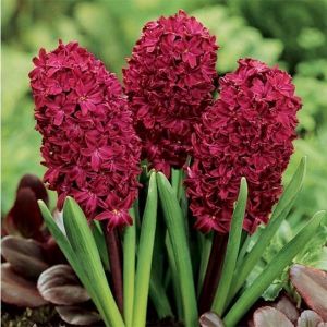 Гиацинт Woodstock (Вудсток)