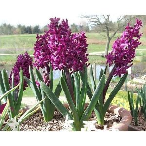 Гиацинт Woodstock (Вудсток)