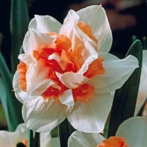 Нарцисс махровый Replete (Риплет)