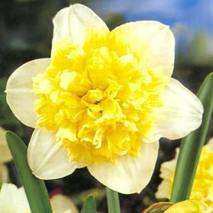 Нарцисс махровый Ice King (Айс Кинг)