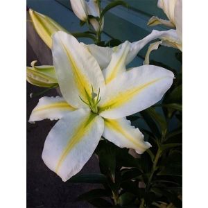 Лилия ориентальная Baferrari (Баферари)