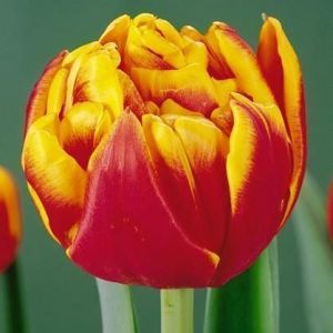 Тюльпан махровый Cilesta (Силеста)