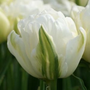 Тюльпан махровый Double Maureen (Дабл Маурин)