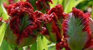 Тюльпан попугайный Exotic Parrot (Экзотик Пэррот)