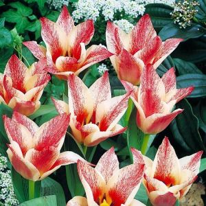 Тюльпан низкорослый Czaar Peter (Царь Петр)