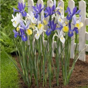 Ирис Hollandica Mix (Голландская Смесь)