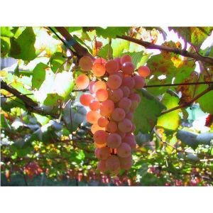 Удобрение Biopon для винограда 