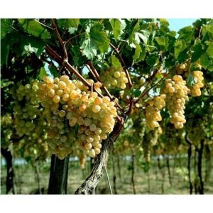 Удобрение Biopon для винограда 