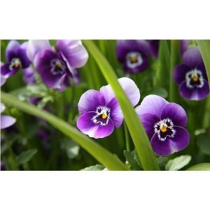 Удобрение Biopon для садовых цветов