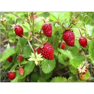 Удобрение Biopon для клубники и земляники