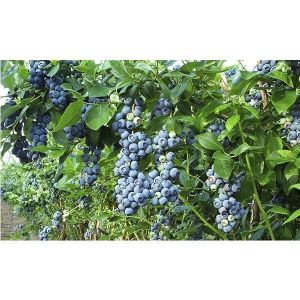 Удобрение Biopon для черники