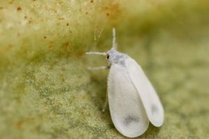 Альфа-супер