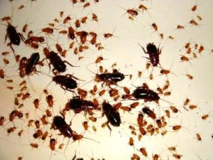 Средство инсектицидное Нео Дихлофос