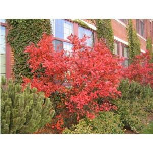 Арония круглолистная Brilliant (Бриллиант)