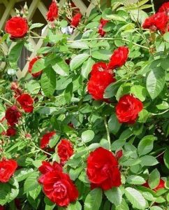 Роза Flame Dance (Флейм Денс)