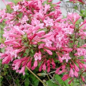 Вейгела гибридная Pink Princess (Пинк Принцесс)