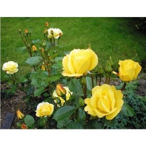Роза Arthur Bell (Артур Белл) 90-100 см  