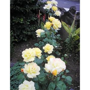 Роза Arthur Bell (Артур Белл) 90-100 см  