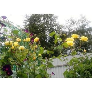 Роза Golden Showers (Голден Шауерз) до 350 см